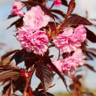 Саджанець Сакура Роял Бургунді в контейнері